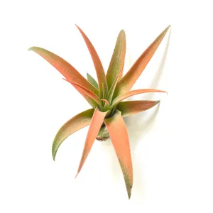 Capitata Peach Airplant