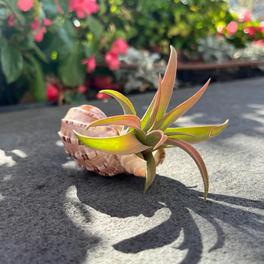 Capitata Peach Airplant