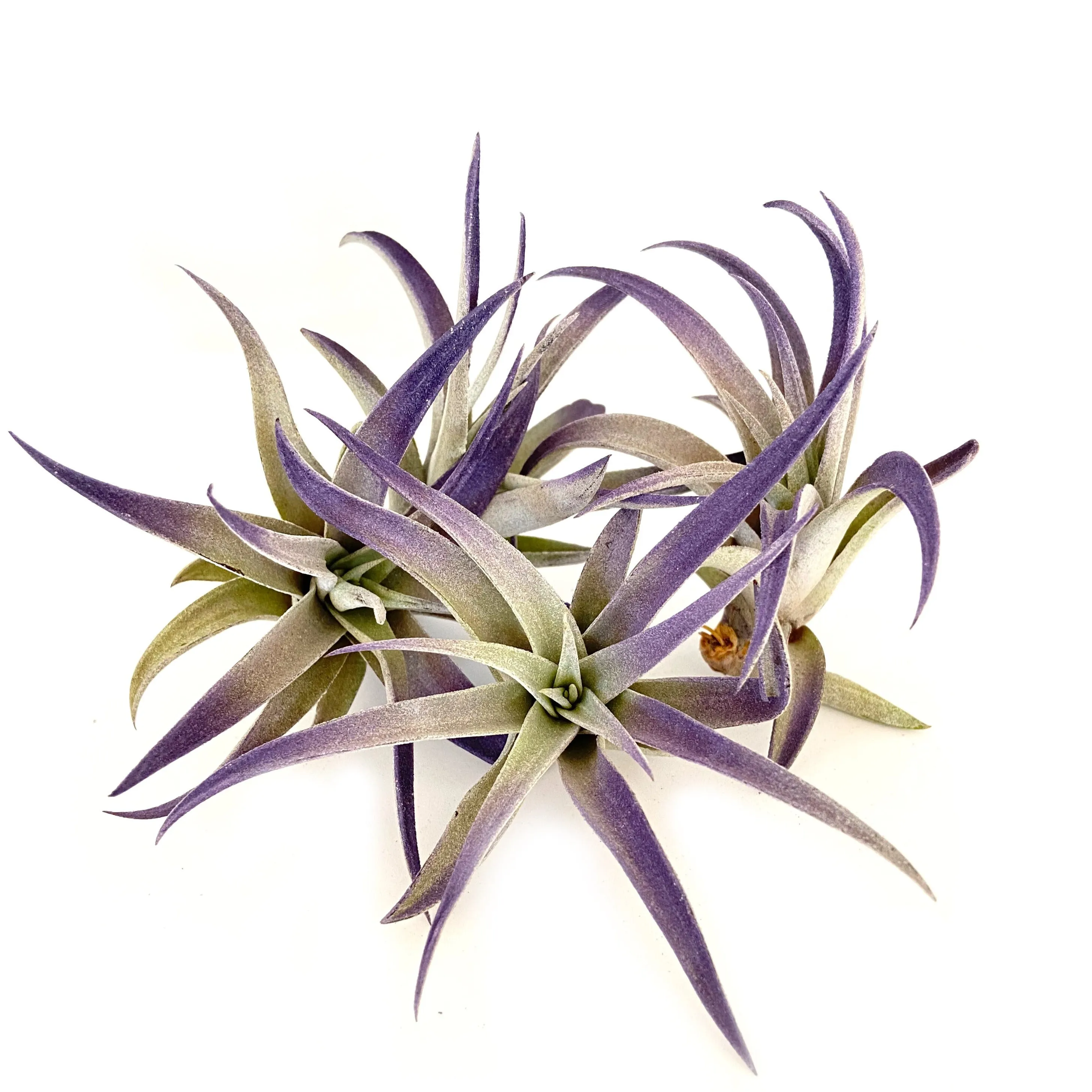 Plagiotropica Airplant